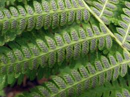 Image result for Deparia