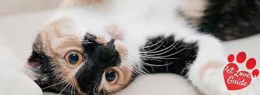 Well pets provides wellness care, vaccines, and other diagnostics for dogs and cats. Pet Lovers Guide To Sligo Sligo Pet Sitter Sligo Dog Walker