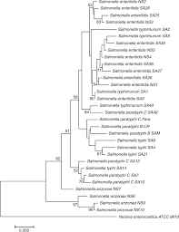 Scielo Brasil Prevalence Serotyping And Antimicrobials Resistance Mechanism Of Salmonella Enterica Isolated From Clinical And Environmental Samples In Saudi Arabia Prevalence Serotyping And Antimicrobials Resistance Mechanism Of Salmonella
