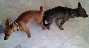 الكلب هو copul مع أنثى الرجل لماذا في كلاب الاقتران العصي