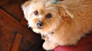 Which Dogs Live Longest?