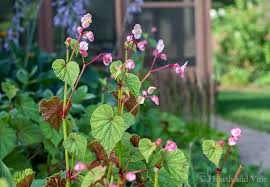 Get the best deal for begonia seeds from the largest online selection at ebay.com. Begonia Grandis A Good Shade Lover That S Easy To Grow