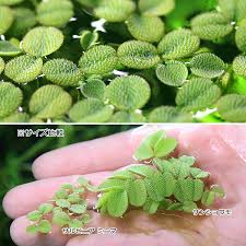 チャーム（ペット） （浮草）サルビニア ミニマ（無農薬）（１パック） : チャーム charm ヤフー店 - 通販 - Yahoo!ショッピング