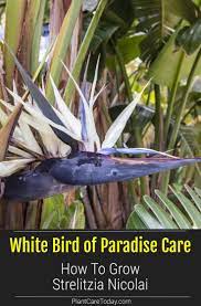 White Bird Of Paradise Care How To Grow Strelitzia Nicolai Birds Of Paradise Plant White Bird Birds Of Paradise Flower