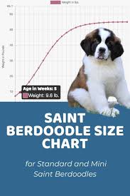 The puppies are now 4 weeks old and have their eyes. Saint Berdoodle Size Chart For Standard And Mini Saint Berdoodles