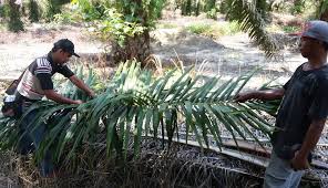 Yang utama dalam budidaya kelapa sawit guna. Konsultan Perkebunan Sawit Susun Bentang Alam