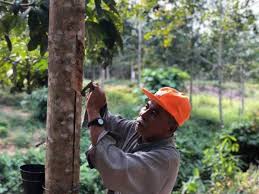 Pokok getah yang telah ditoreh. Pasaran Getah Dijangka Meningkat Minggu Depan