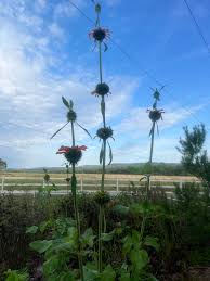 Image result for Vernonia nepetifolia