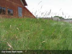 Do you reccommend other commercially available mixes that are supposed to do similar things? 22 Lawn Alternatives Ideas Lawn Alternatives Lawn Seeding Lawn