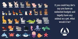We did not find results for: Atlantic Federal Credit Union Sur Twitter If You Could Buy Let S Say You Have An Unlimited Budget And Legally Have Any Animal As A Pet What Would It Be Atlantic Atlanticfcu