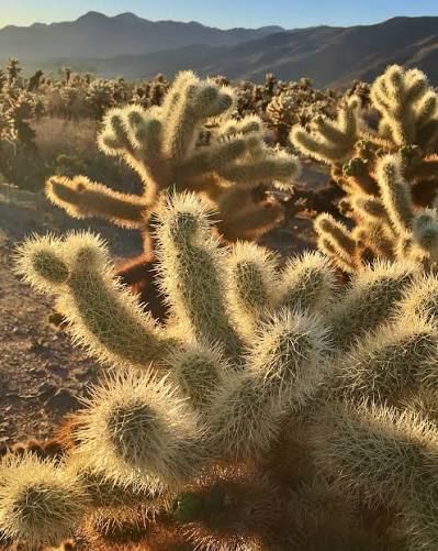 When Light Changes Everything The cholla cactus—often called the “jumping cactus”—doesn't actually leap, but its barbed segments latch onto anything that wanders too close. (I know firsthand… those spines do not let