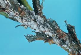 Image result for Tinnea vesiculosa