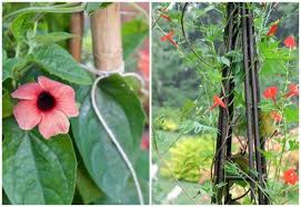 They can be planted on top of other plants to provide both defensive and offensive support. Growing Annual Vines With Marilyn Barlow A Way To Garden