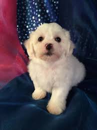Teddy bear puppies are wonderful with children and adults alike. Teddy Bear Puppy White