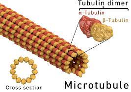 Microtubule Prokaryotic Cell Biology Brain Neurons