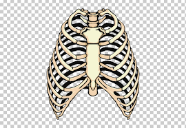 The false ribs consist of only 4 ribs, and similarly to the true ribs, are also numerically called the 9th, 10, 11th and the 12 ribs. Rib Rib Cage Spare Ribs Anatomy Human Rib Cage Png Clipart Anatomy Human Rib Cage Human