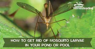 Yes, mosquitos can lay eggs in your swimming pool but if your pool is correctly sanitized with chlorine the larvae should be inhibited. How To Get Rid Of Mosquito Larvae In Your Pond Or Pool Quick Guide
