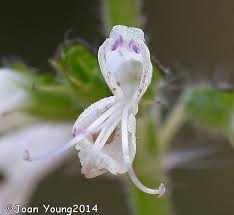 Image result for Syncolostemon canescens