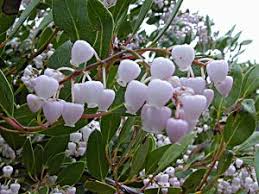 Image result for Manniophyton