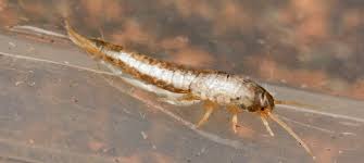 Image result for Pterygota mildbraedii