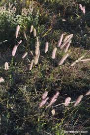 Image result for Perotis patens