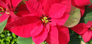 Image result for Euphorbia pulcherrima