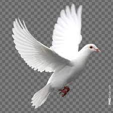 Pin By Jorge Corrales On Birds Png Image Background For Photography Best Photo Background Background Images Wallpapers