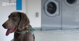 Maybe you would like to learn more about one of these? The Good Laundry Place Yao Osaka Japan Electroclux Professional