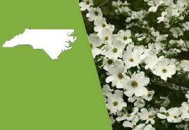 State flower of north carolina. North Carolina State Flower The Flowering Dogwood Proflowers Blog