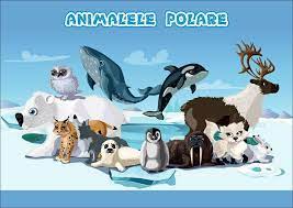 Students could the penguins in each box then write grădiniță educație polul nord copil animale. Animalele Polare Lose Puzzlespiele Kostenlos Auf Puzzle Factory