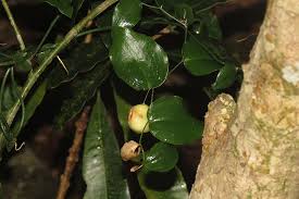 Image result for Behnia reticulata