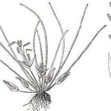 Image result for Wiesneria