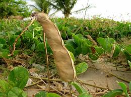 Image result for Canavalia rosea