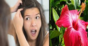 Removing the underarm hair is not only done according to aesthetics, but there are some religious beliefs, cultural beliefs, and is also a hygienic practice. Best Home Remedies To Remove White Hair Naturally Small Joys