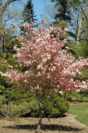 The large blooms put on an impressive early spring display, making it one of the most popular. 6 Dogwood Types For Your Landscape Trees For Front Yard Dogwood Tree Landscaping Front Yard Landscaping