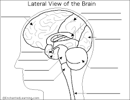 Label Brain Diagram Printout Enchantedlearning Com Anatomy Coloring Book Brain Anatomy Brain Diagram