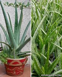 Vera is an evergreen perennial to 0.6m, forming rosettes of fleshy, narrow, dull green leaves with spiny margins, with long. How To Care For An Aloe Vera Plant Joy Us Garden