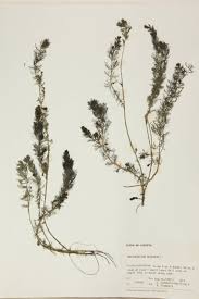 Image result for Haloragaceae