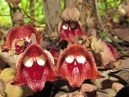 Batang yang tumbuh tinggi daun keluar dari sisi akar keluar dari sisi bunga keluar di hujung batang. Ir Muhammad Solehin On Twitter Orkid Yang Dikenali Dengan Nama Saintifik Aristolochia Salvadorensis Kelihatan Seperti Wajah Darth Vader Dari Filem Star Wars Orkid Jenis Ini Banyak Tumbuh Disekitar Kawasan Amerika Selatan Terutamanya Di