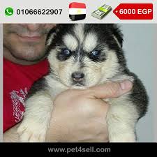 pin on dogs
