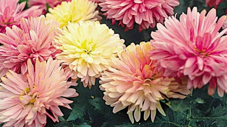 Chrysanthemum, Florist's - Grown By You