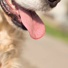 Breathing problems in dogs could be a sign of a more serious issue. How To Treat Hyperventilation In Dogs