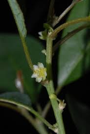 Image result for Clutia pulchella