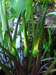 Maybe you would like to learn more about one of these? Peltandra Virginica Tuckahoe Native Plants Of North America