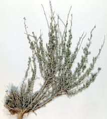 Image result for Salsola