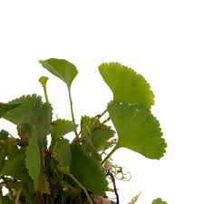 Image result for Elaphoglossum spathulatum