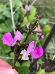 Image result for Lablab purpureus