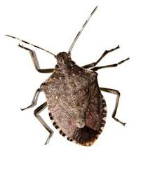 There are plenty of different kinds of bugs you can find throughout your home, many of which will probably leave you feeling a little uneasy. Hard Diamond Shaped Bug
