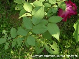 Image result for Rosa sp.