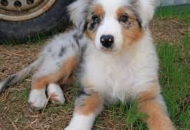 Puppies can go to forever homes at eight weeks of age. Australian Retriever Australian Shepherd Golden Retriever Mix Info Pictures